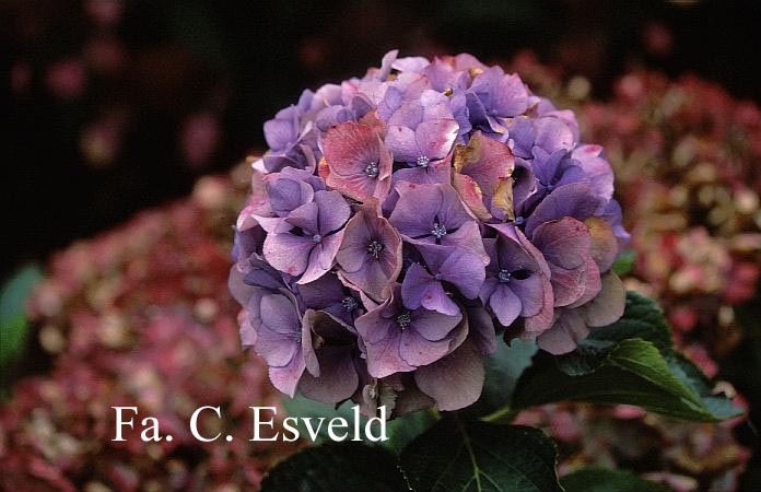 Hydrangea macrophylla 'Renate Steiniger'