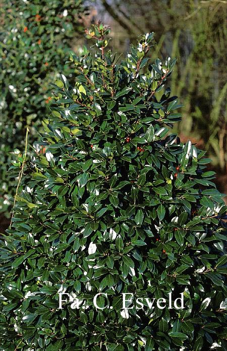 Ilex altaclerensis 'Camellifolia'