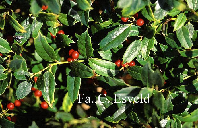 Ilex 'Albert Close'