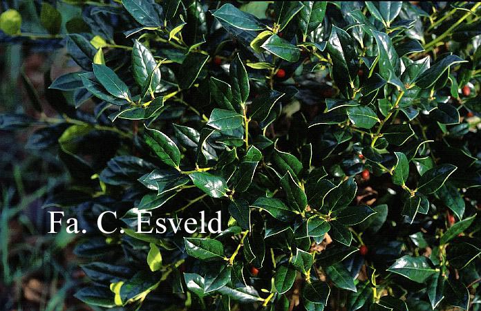 Ilex cornuta 'Anicet Delcambre'