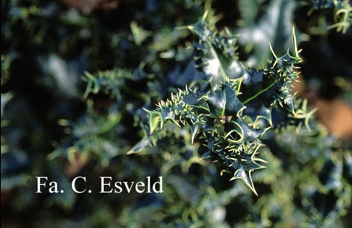 Ilex aquifolium 'Ferox'