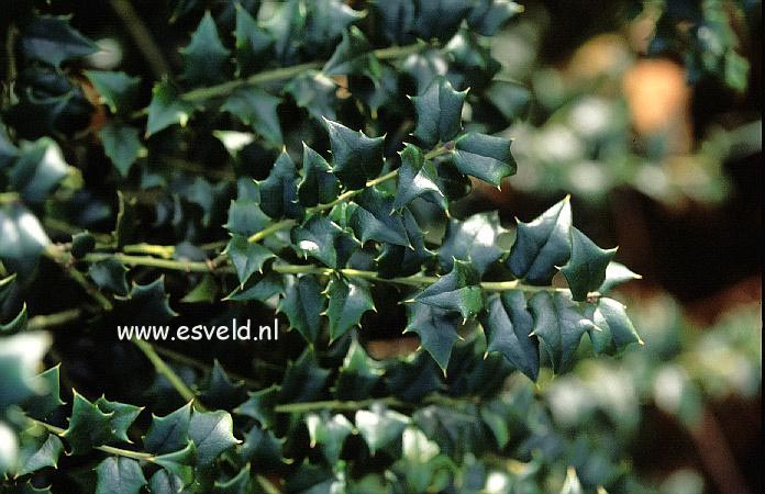 Ilex pernyi manipurensis