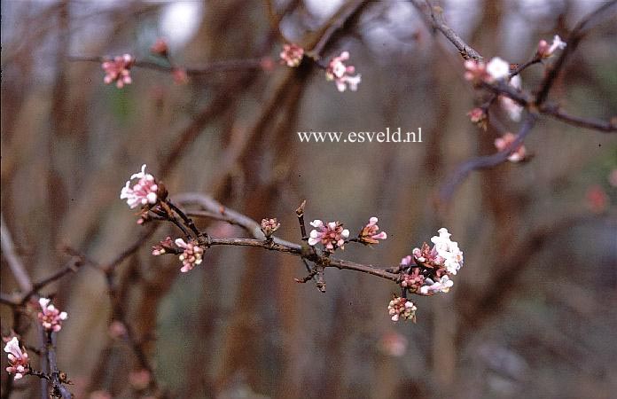 Viburnum farreri 'Farrer's Pink'