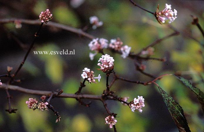 Viburnum farreri 'Farrer's Pink'