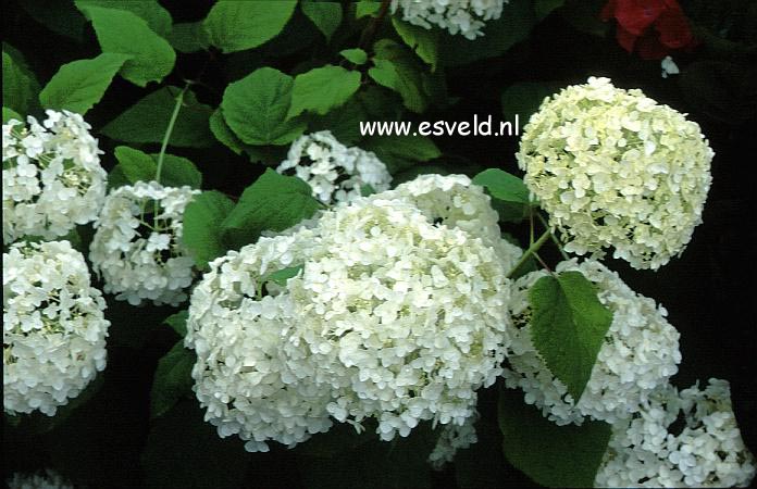 Hydrangea arborescens 'Bounty'