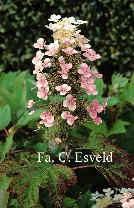 Hydrangea quercifolia 'Alice'