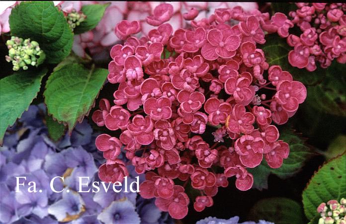 Hydrangea macrophylla 'Hopcorn' (HOVARIA)