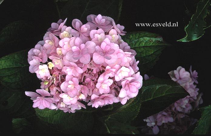 Hydrangea macrophylla 'Youmetwo' (ETERNITY)