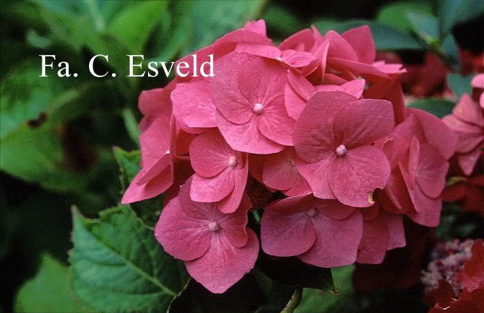 Hydrangea macrophylla 'Bela'