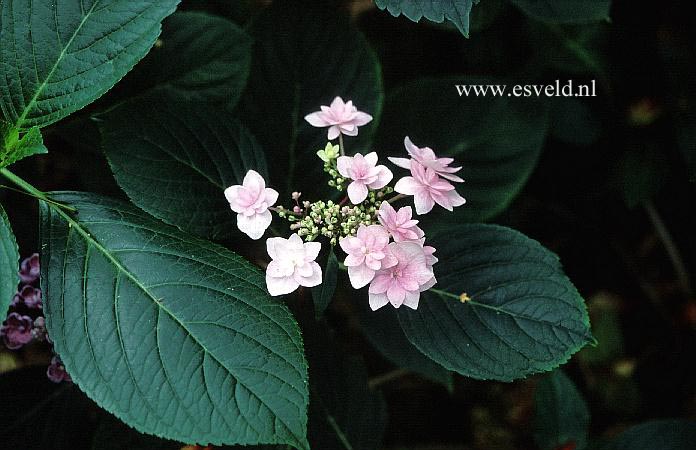 Hydrangea macrophylla 'Shamrock'