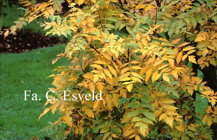 Koelreuteria paniculata 'Rosseels'