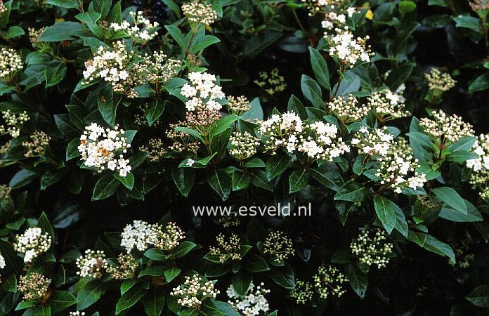 Viburnum tinus 'French White'