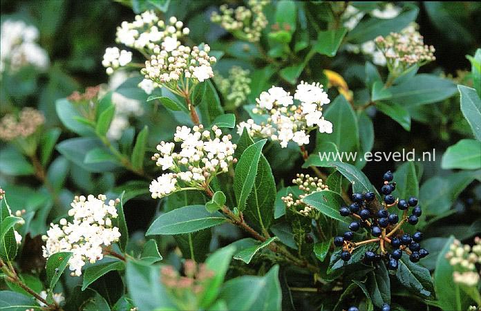 Viburnum tinus 'French White'