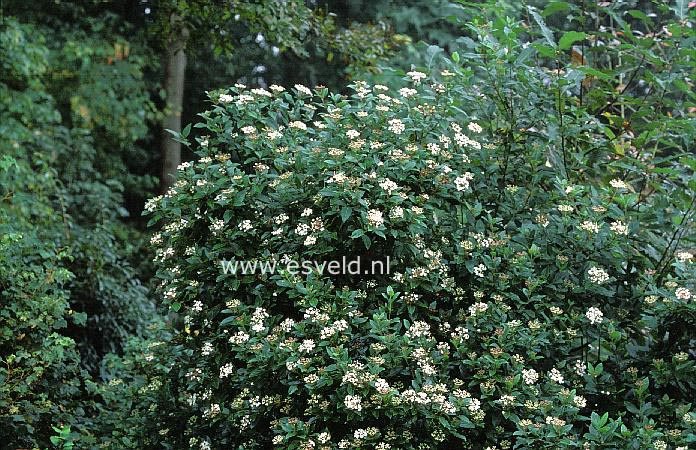 Viburnum tinus 'French White'