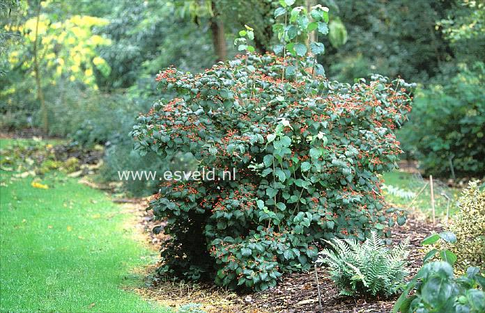 Viburnum dilatatum 'Asian Beauty'