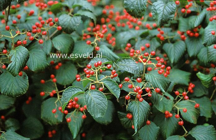 Viburnum dilatatum 'Asian Beauty'