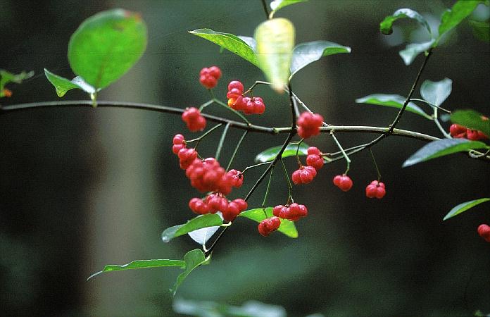 Euonymus europaeus 'Scarlet Wonder'