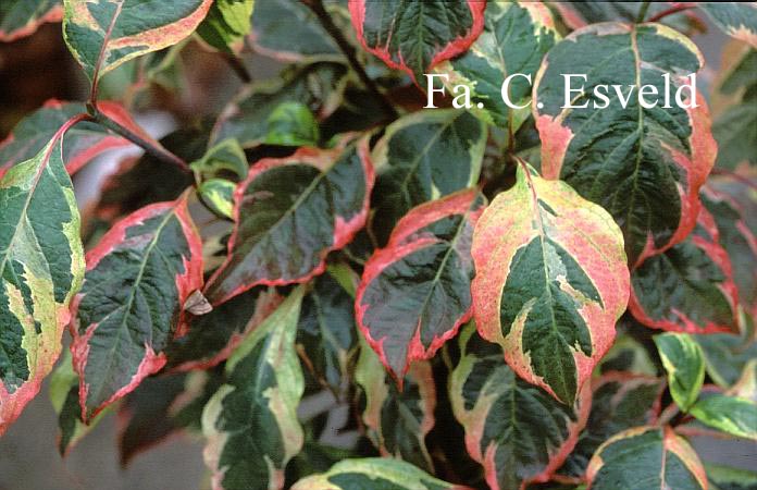 Cornus florida 'Daybreak'