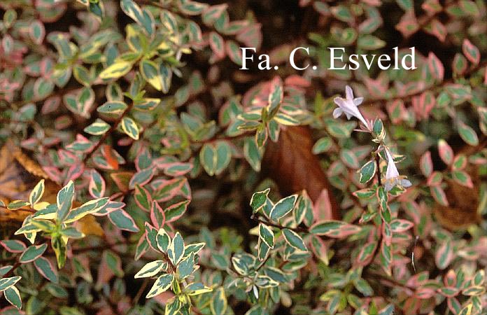 Abelia grandiflora 'Hopleys'