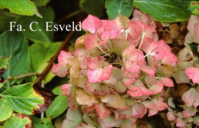 Hydrangea macrophylla 'Marquise'