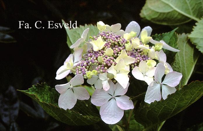 Hydrangea macrophylla 'Great Other'