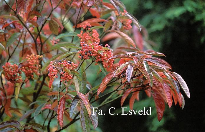 Viburnum nudum