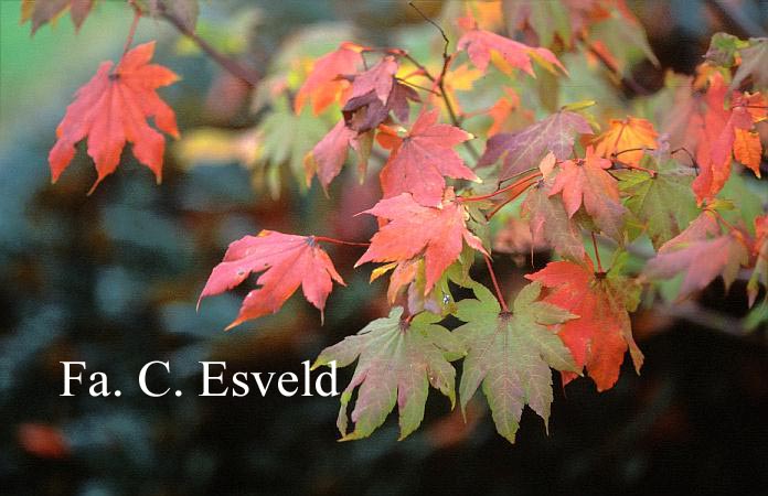 Acer palmatum 'Herbstfeuer'