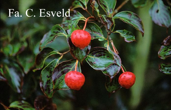 Cornus kousa 'Wieting's Select'