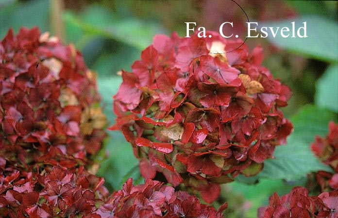 Hydrangea macrophylla 'Hamburg'