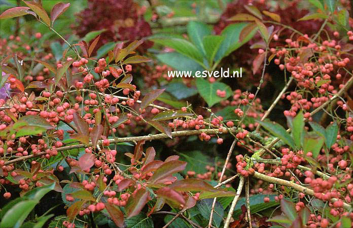 Euonymus hamiltonianus 'Coral Charm'