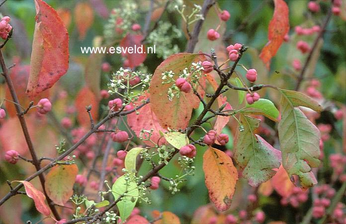 Euonymus trapococcus