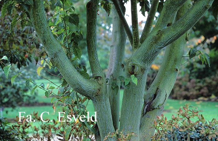 Acer davidii 'Sekka'