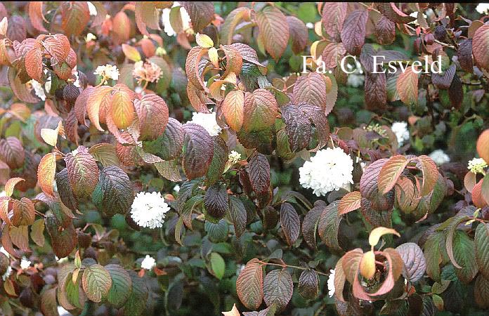 Viburnum plicatum 'Newport'