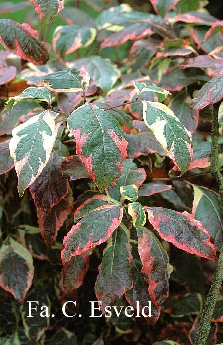 Cornus florida 'Daybreak'