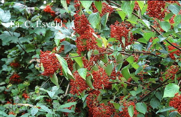 Viburnum betulifolium