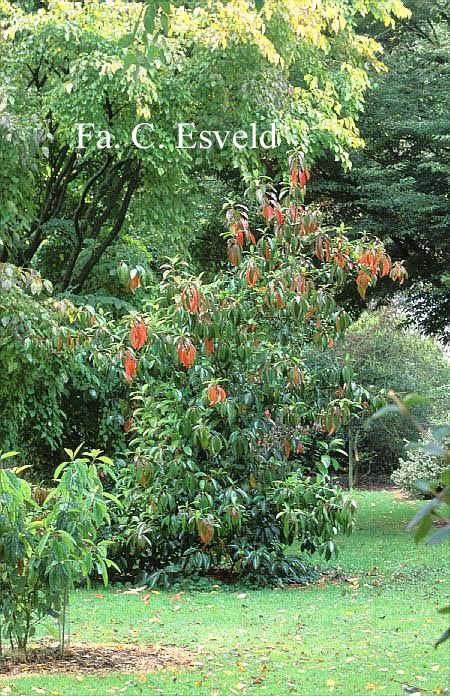 Viburnum odoratissimum