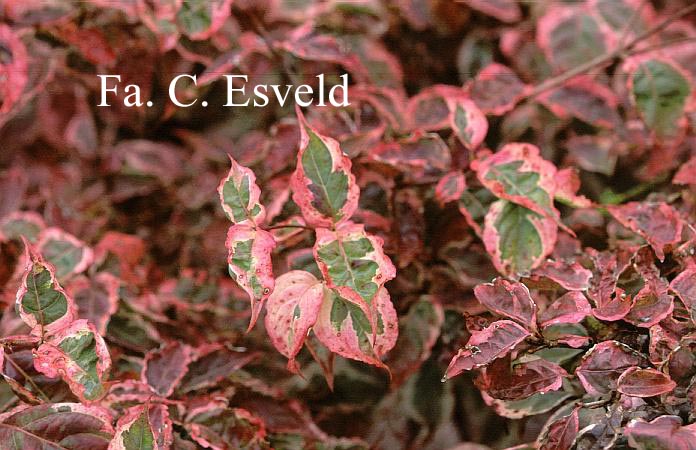 Cornus kousa 'Snowboy'