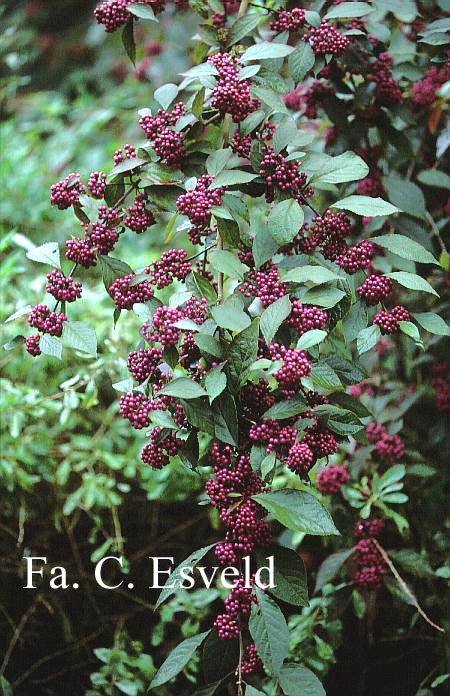 Callicarpa bodinieri giraldii