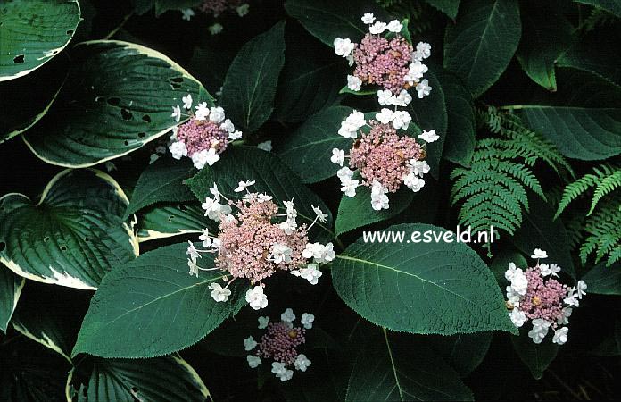 Hydrangea involucrata 'Plena'