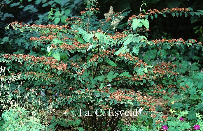 Viburnum plicatum 'Pink Beauty'