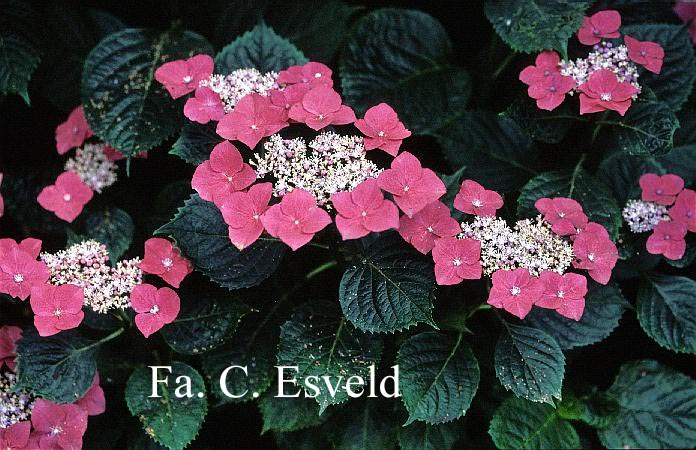 Hydrangea macrophylla 'Bergfink'