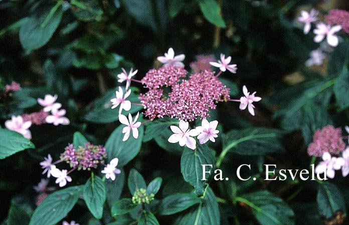 Hydrangea macrophylla 'Izu no hana'