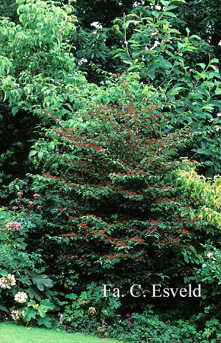 Viburnum plicatum 'Molly Schroder'