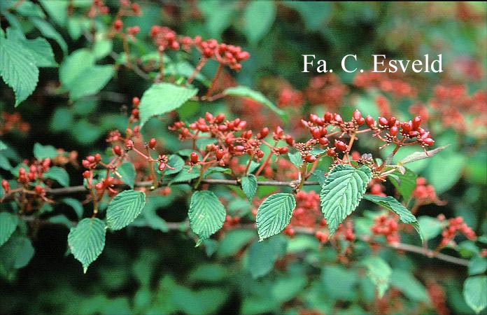 Viburnum plicatum 'Molly Schroder'