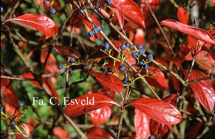 Viburnum nudum 'Winterthur'