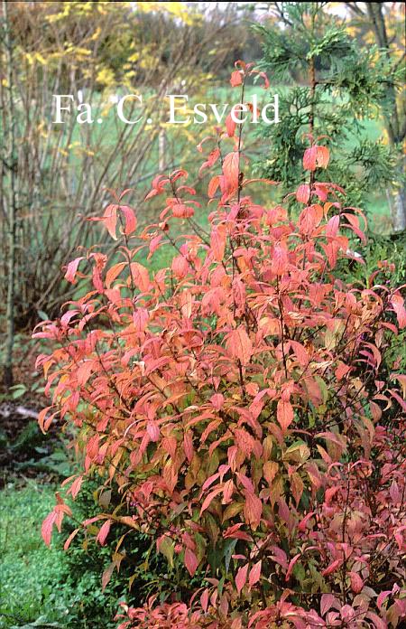 Callicarpa kwangtungensis