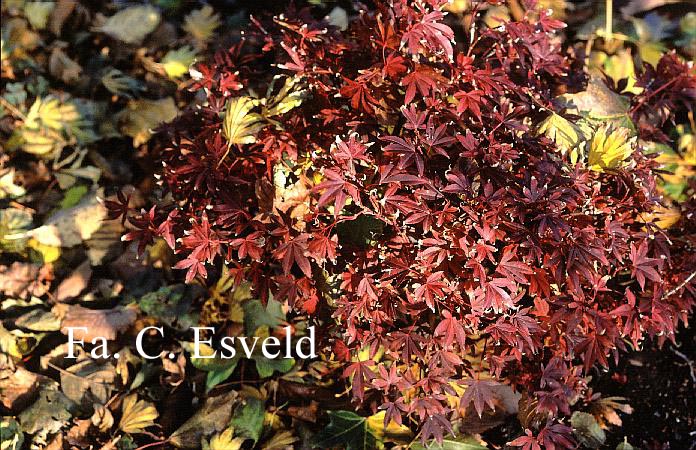 Acer palmatum 'Englishtown'