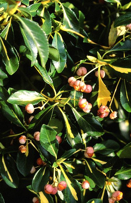 Euonymus fortunei 'Interbolwi' (BLONDY)