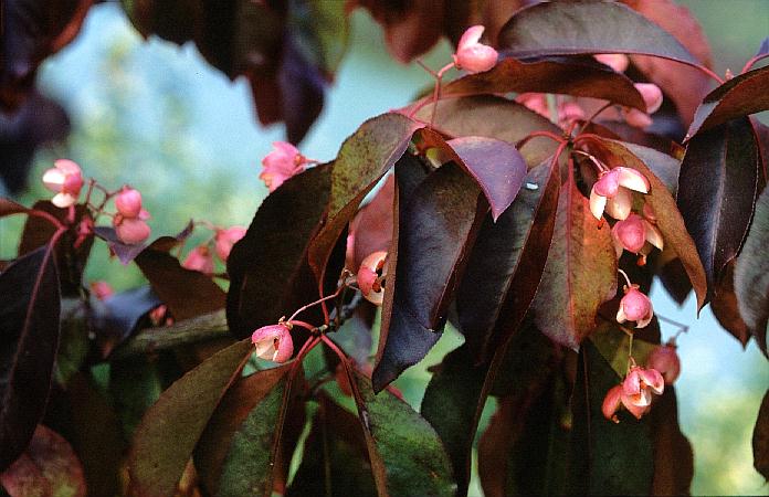 Euonymus grandiflorus