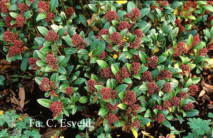 Skimmia japonica 'Rubinetta'